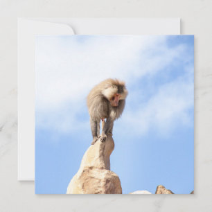 Majestic Baboon on Mountain Peak Card