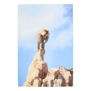 Majestic Baboon on Mountain Peak Metal Print