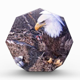Majestic Bald Eagle Acrylic Award
