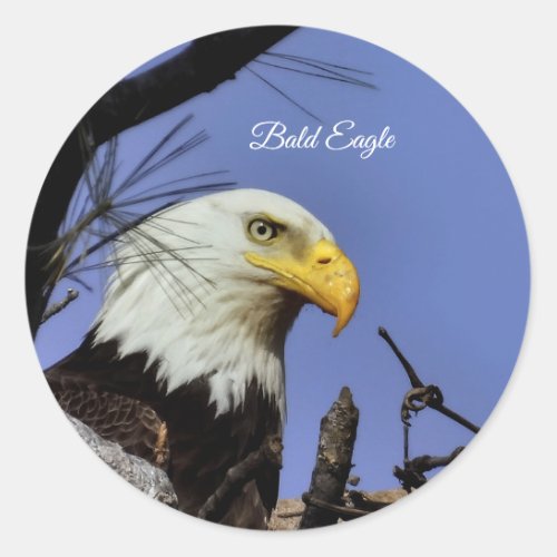 Majestic Bald Eagle  Classic Round Sticker