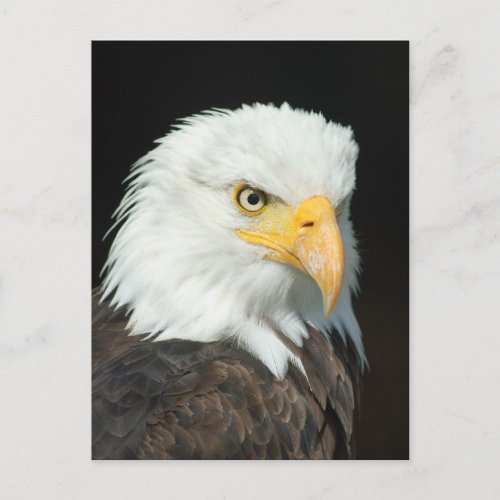 Majestic Bald Eagle Portrait Postcard