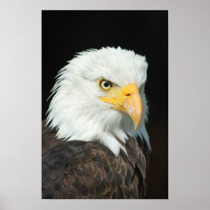 Majestic Bald Eagle Portrait Poster