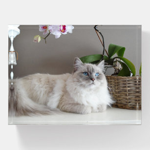 Majestic Balinese Cat Paperweight