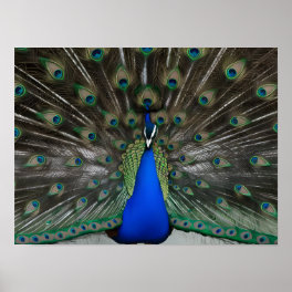 Majestic Beautiful Peacock Photos Poster