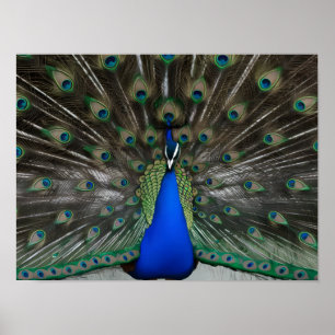 Majestic Beautiful Peacock Photos Poster