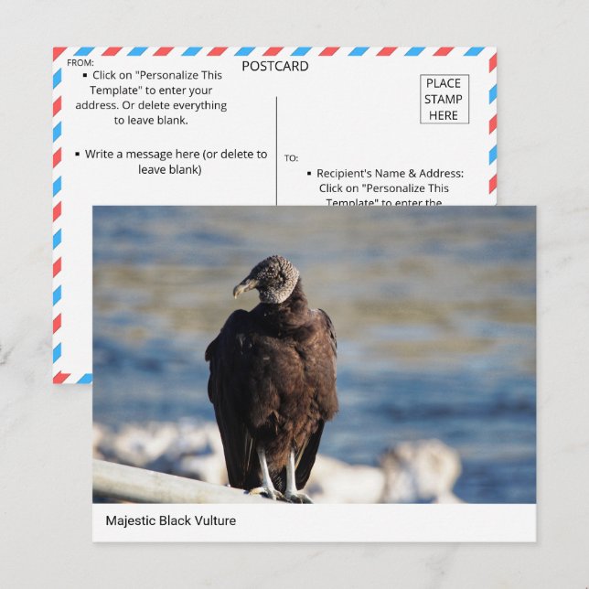 Majestic Black Vulture Postcard (Front/Back)
