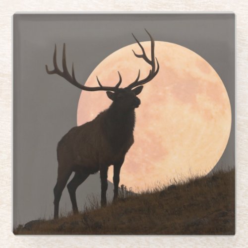Majestic Bull Elk and Full Moon Rise Glass Coaster