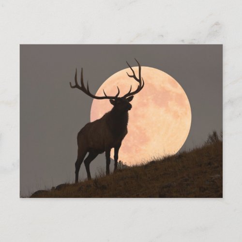 Majestic Bull Elk and Full Moon Rise Postcard