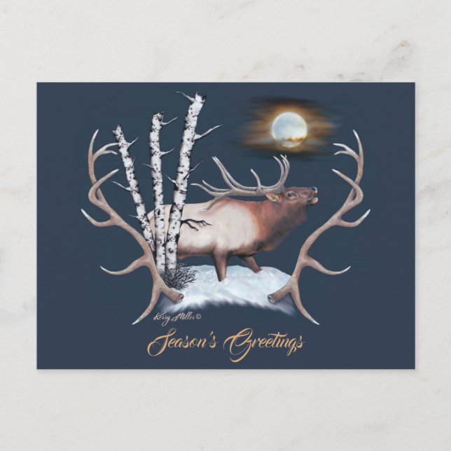Majestic Bull Elk Postcard (Front)