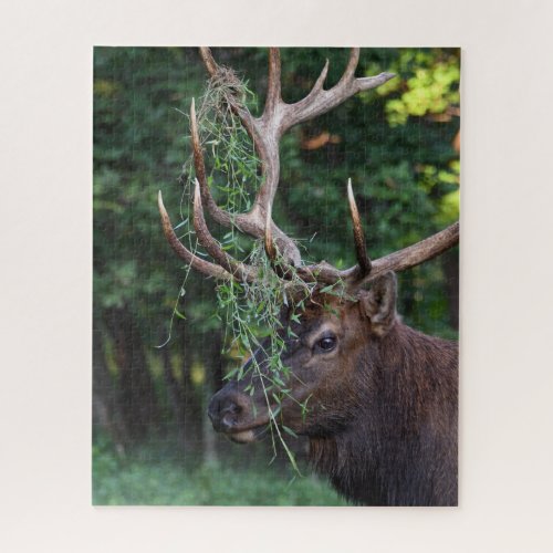 Majestic Bull Elk Showing Off For The Cows Jigsaw Puzzle