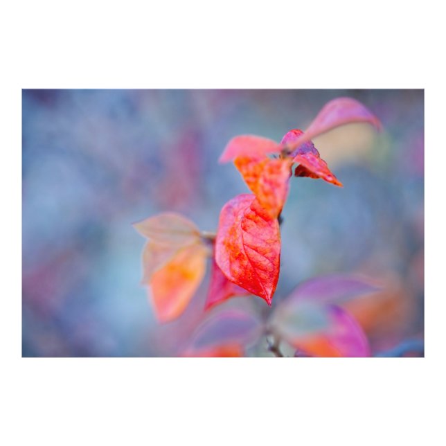 Majestic Cotoneaster Leaves Photo Print (Front)