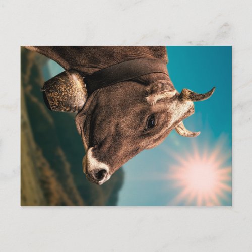 Majestic Cow Postcard