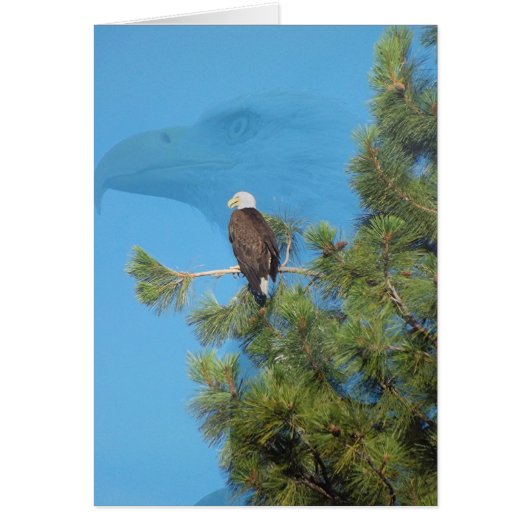 Majestic Eagle Cards (Front)