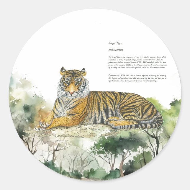 Majestic Endangered Bengal Tiger Handpainted Classic Round Sticker (Front)