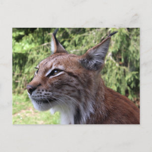Majestic Eurasian Lynx at Skåne Zoo Postcard