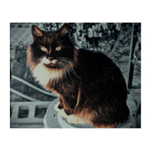 Majestic Fluffy Cat on a Pedestal Acrylic Print