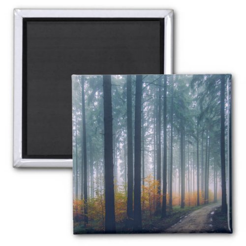 Majestic Forest Tree Lined Path Magnet