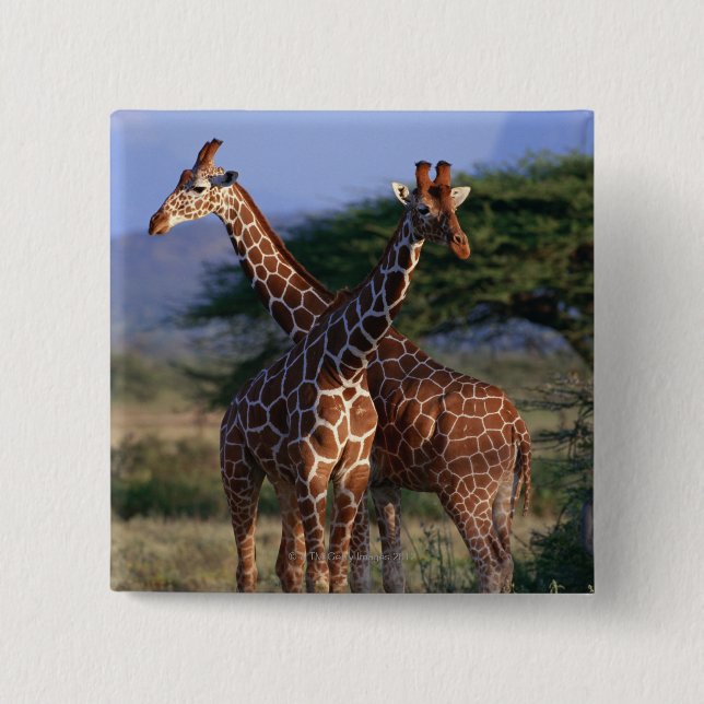 Majestic Giraffes Button (Front)
