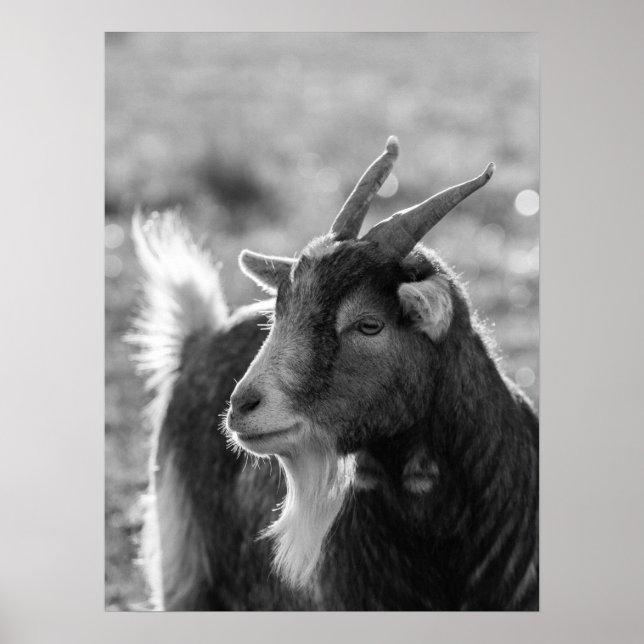 Majestic Goat with Horns in Nature Poster (Front)