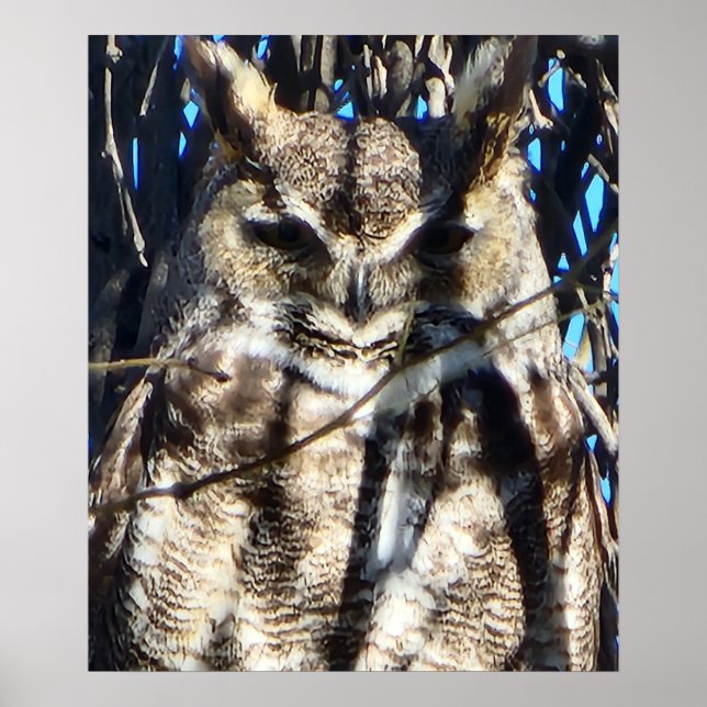 Majestic Great Horned Owl Wildlife Photo Poster (Front)