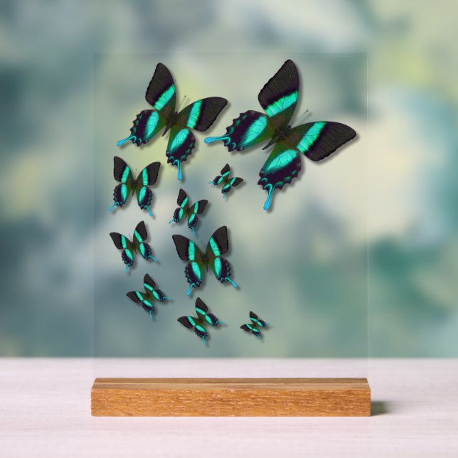 Majestic Green Swallowtail Butterfly Acrylic Sign (Neutral)