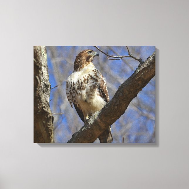 Majestic Hawk Canvas Print (Front)