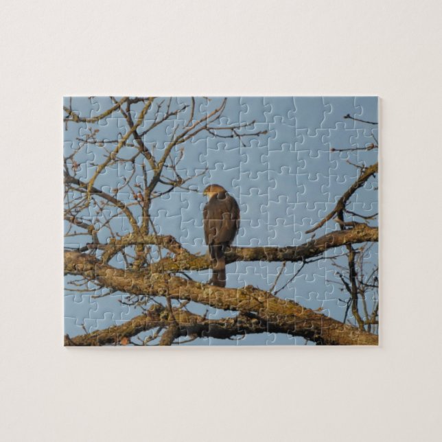 Majestic Hawk Jigsaw Puzzle (Horizontal)
