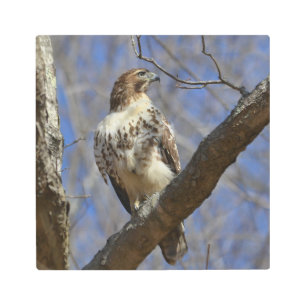 Majestic Hawk Metal Print