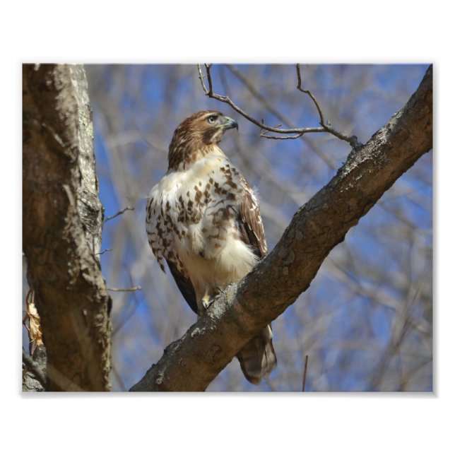 Majestic Hawk Photo Print (Front)