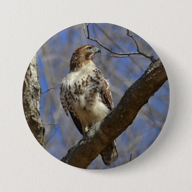 Majestic Hawk Pinback Button (Front)
