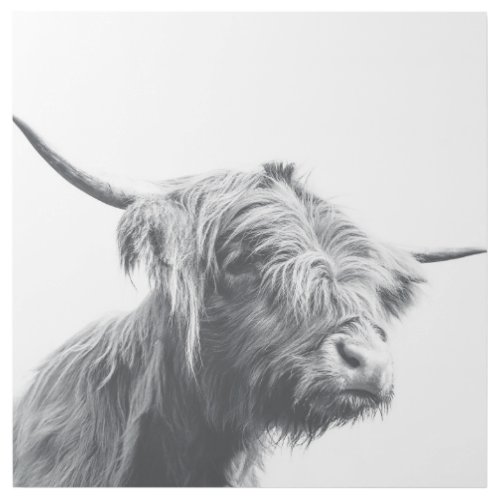 Majestic Highland cow black and white Gallery Wrap