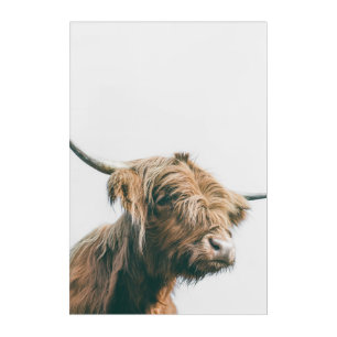 Majestic Highland cow portrait Acrylic Print