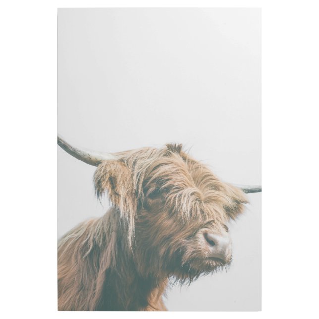 Majestic Highland cow portrait Gallery Wrap (Front)