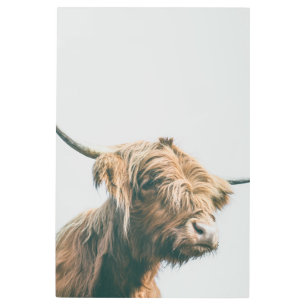 Majestic Highland cow portrait Metal Print