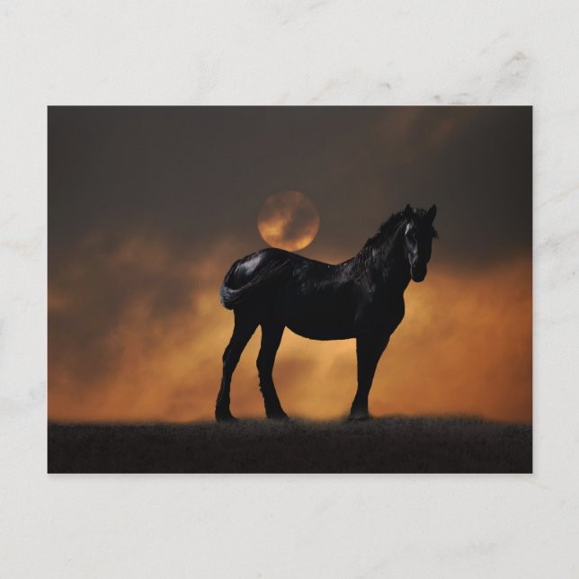 Majestic horse postcard (Front)