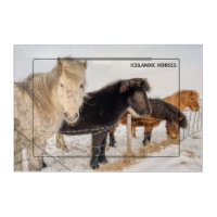 Majestic Icelandic Horse