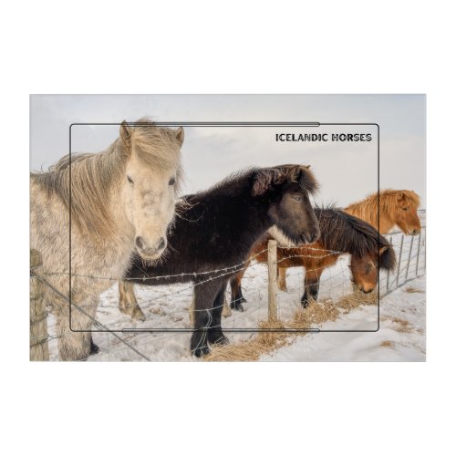 Majestic Icelandic Horse Acrylic Print