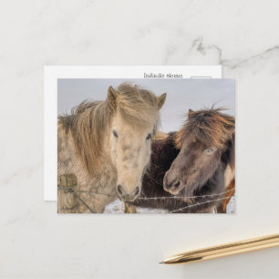 Majestic Icelandic Horses in Winter Postcard