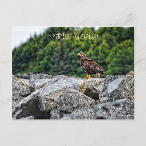 Majestic Juvenile Bald Eagle Alaska Postcard
