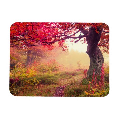 Majestic Landscape With Autumn Trees In Forest Magnet