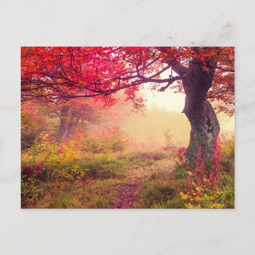 Majestic Landscape With Autumn Trees In Forest Postcard