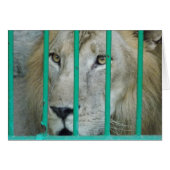 Majestic Lion (Front Horizontal)