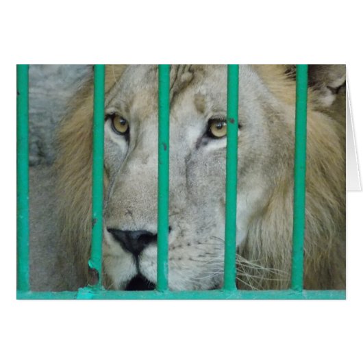 Majestic Lion Cards (Front Horizontal)