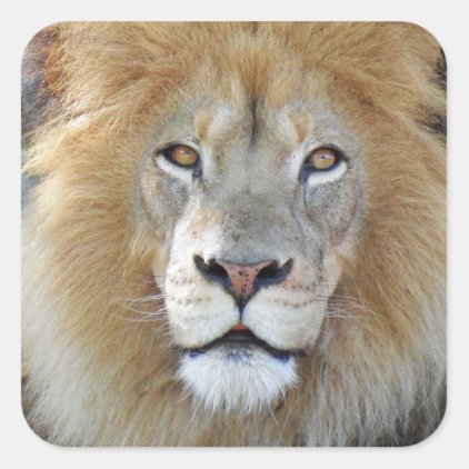 Majestic Lion Close Up Square Sticker