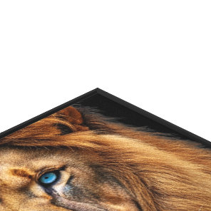 Majestic Lion Face with Blue Eyes | Wildlife Anima Canvas Print