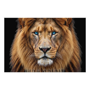 Majestic Lion Face with Blue Eyes   Wildlife Anima Photo Print
