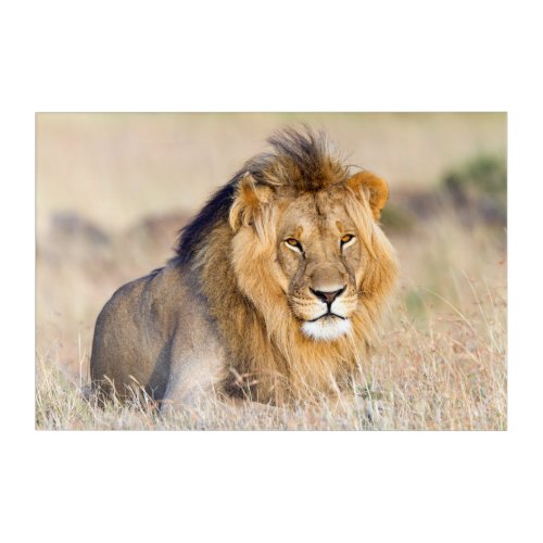 Majestic lion photo acrylic print