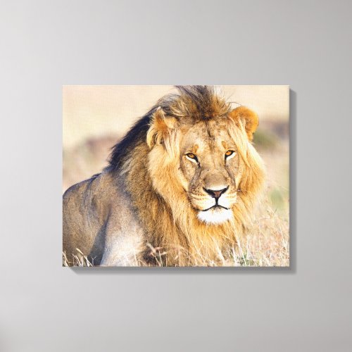 Majestic lion photo canvas print