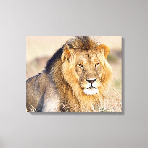 Majestic lion photo canvas print