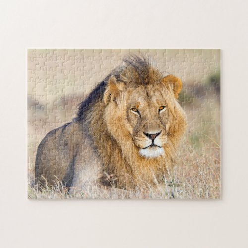 Majestic lion photo jigsaw puzzle
